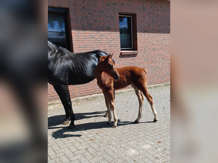 Koń hanowerski Klacz  Kasztanowata in Langen