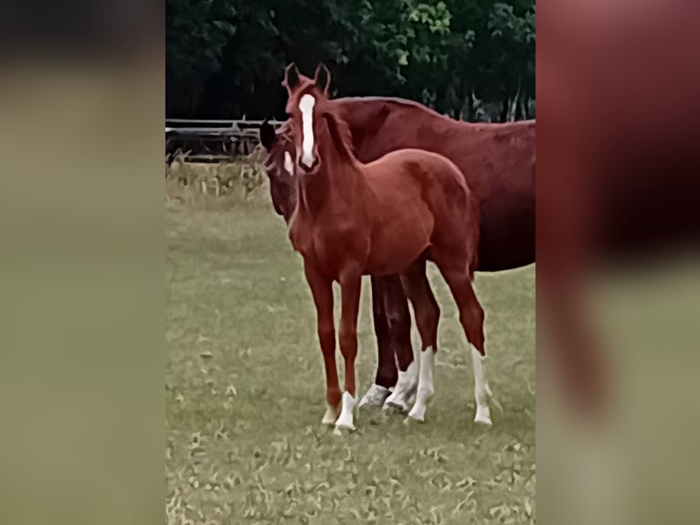 Koń hanowerski Klacz Źrebak (05/2025) Kasztanowata in Nienhagen