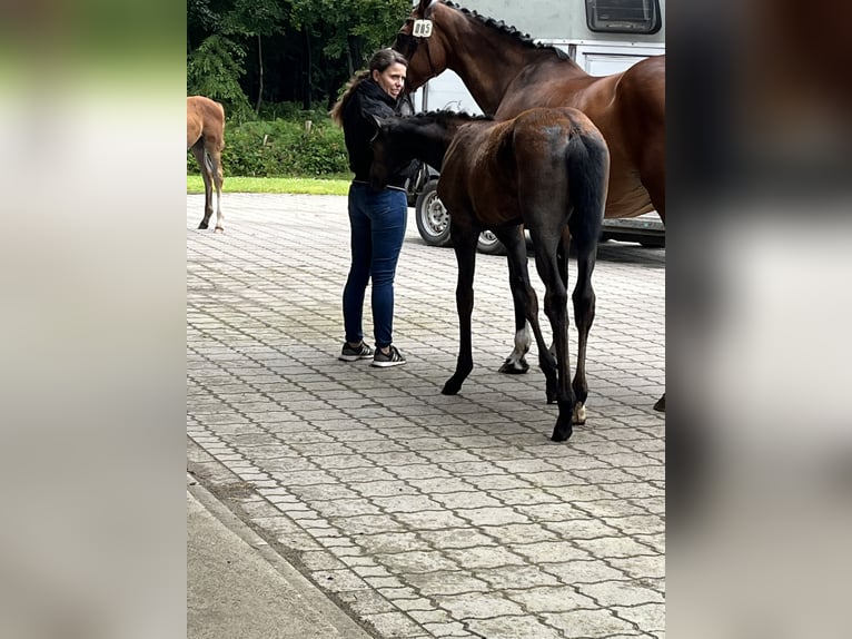 Koń hanowerski Klacz Źrebak (04/2024) Siwa in Epfendorf