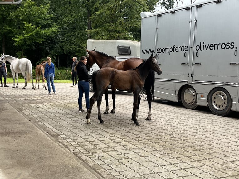 Koń hanowerski Klacz Źrebak (04/2024) Siwa in Epfendorf