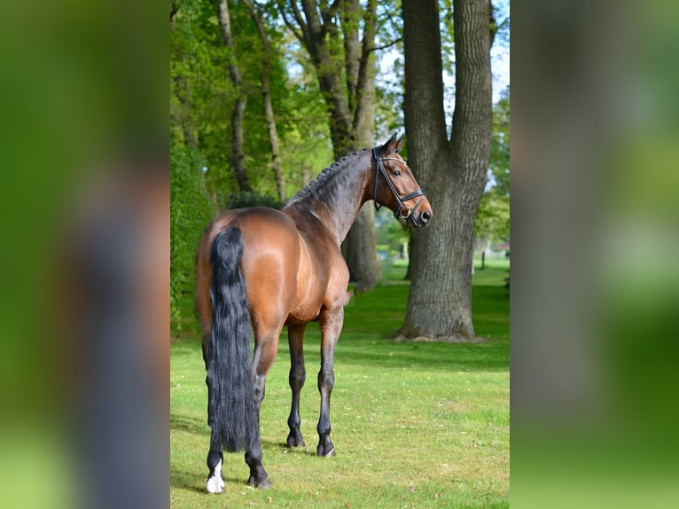 Koń hanowerski Ogier 11 lat 170 cm Gniada in Herzlake