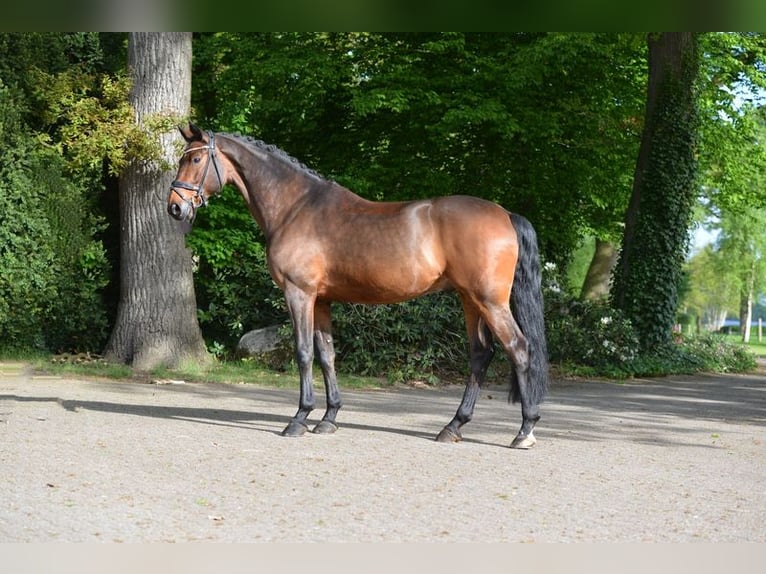 Koń hanowerski Ogier 11 lat 170 cm Gniada in Herzlake