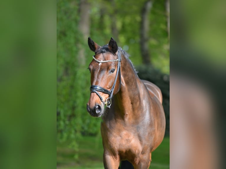 Koń hanowerski Ogier 11 lat 170 cm Gniada in Herzlake