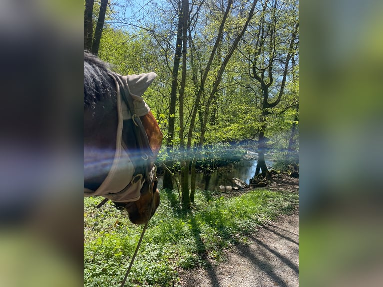 Koń hanowerski Ogier 17 lat 162 cm Gniada in Elztal