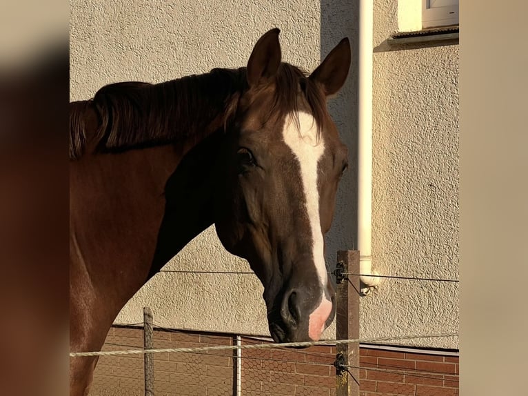 Koń hanowerski Ogier 17 lat 170 cm Ciemnokasztanowata in Neustadt (Hessen)