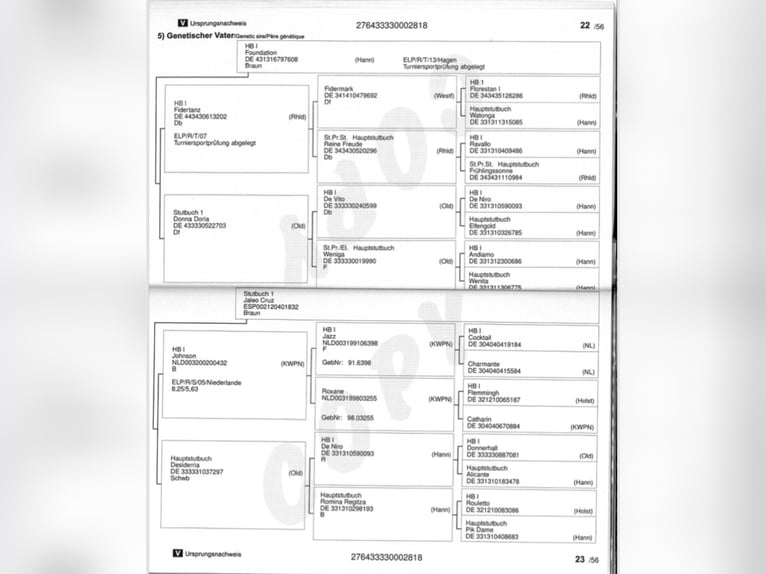 Koń hanowerski Ogier 1 Rok 135 cm Gniada in Villanueva del Ariscal