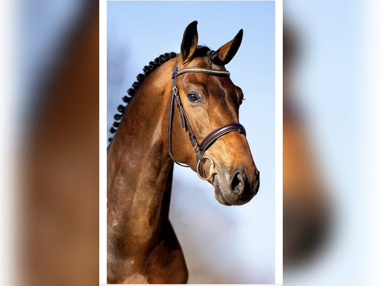 Koń hanowerski Ogier 1 Rok 165 cm Gniada in Spenge