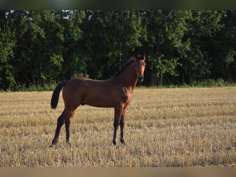 Koń hanowerski Ogier 1 Rok 165 cm Gniada in Spenge
