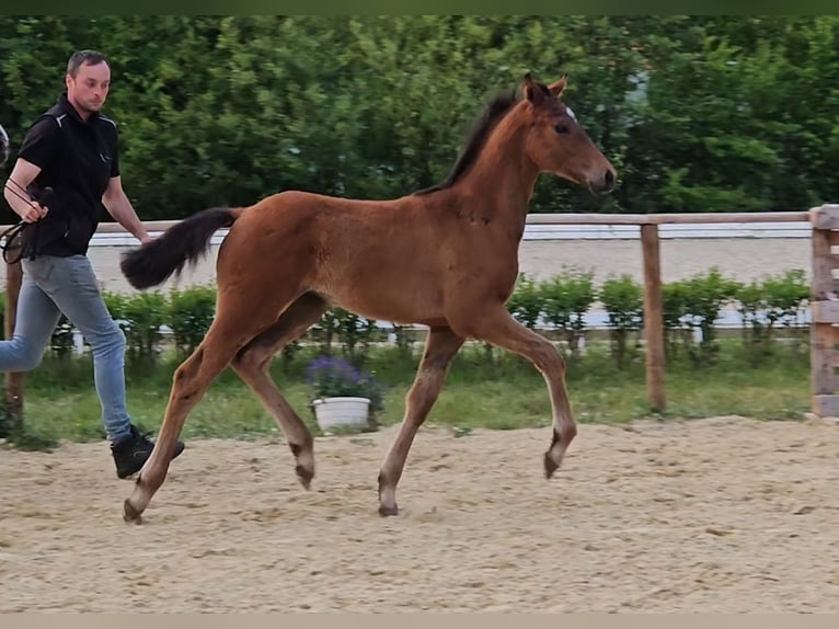 Koń hanowerski Ogier 1 Rok 169 cm Gniada in Osterbruch