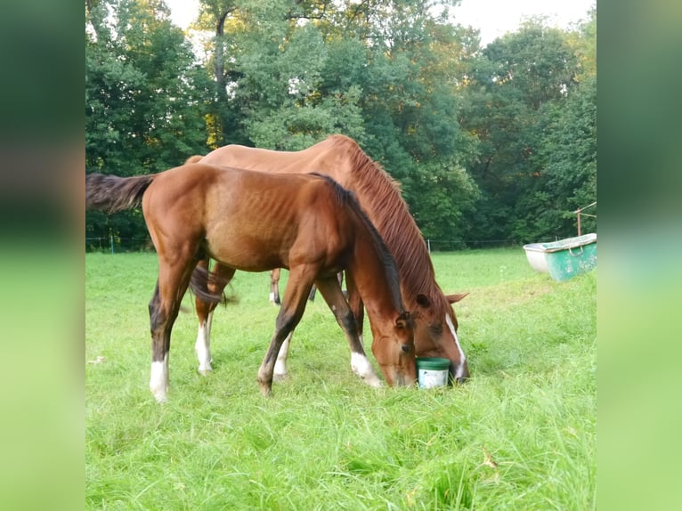 Koń hanowerski Ogier 1 Rok 170 cm Gniada in Hetschburg