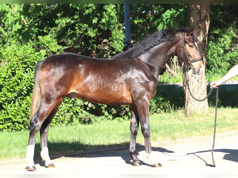 Koń hanowerski Ogier 1 Rok 170 cm Gniada in Selsingen