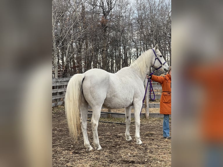 Koń hanowerski Ogier 1 Rok 173 cm Siwa in Red Deer County, Alberta
