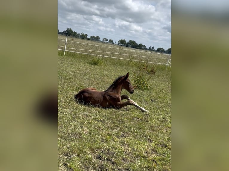 Koń hanowerski Ogier 1 Rok 175 cm Gniada in Norden