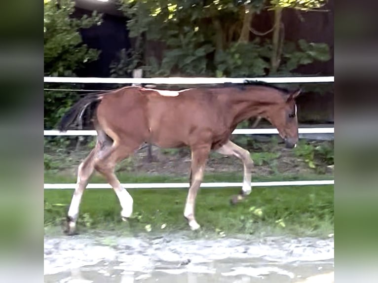 Koń hanowerski Ogier 1 Rok 175 cm Gniada in Norden
