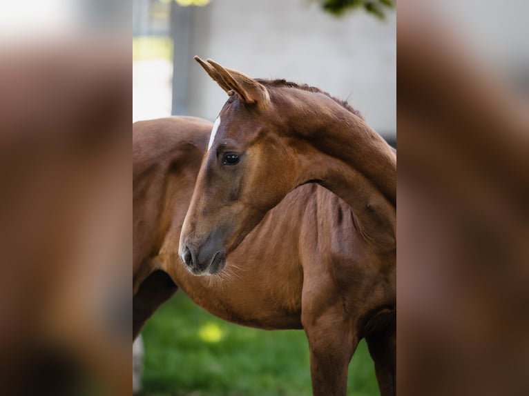 Koń hanowerski Ogier 1 Rok Ciemnokasztanowata in Duszniki