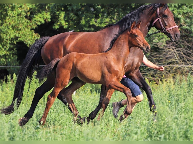 Koń hanowerski Ogier 1 Rok Gniada in Calau