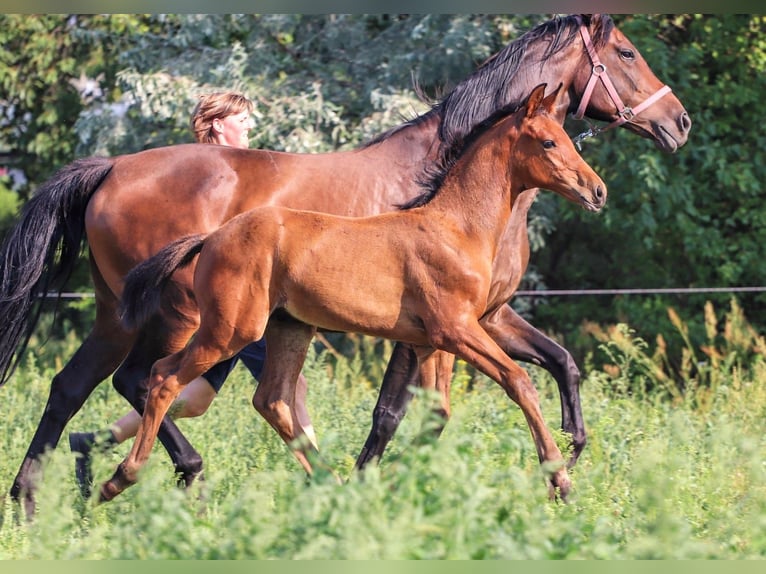 Koń hanowerski Ogier 1 Rok Gniada in Calau