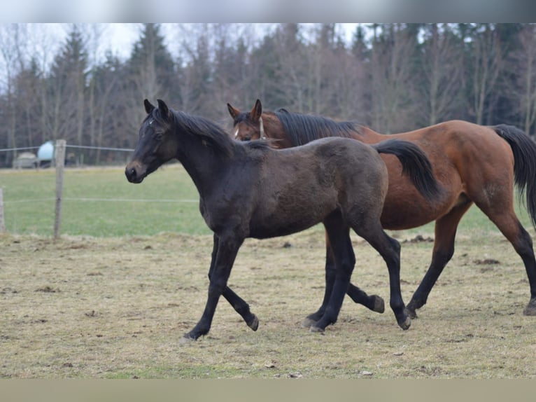 Koń hanowerski Ogier 1 Rok Karosiwa in Kolinec
