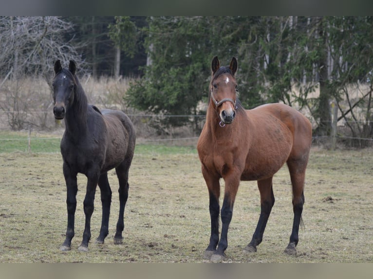 Koń hanowerski Ogier 1 Rok Karosiwa in Kolinec
