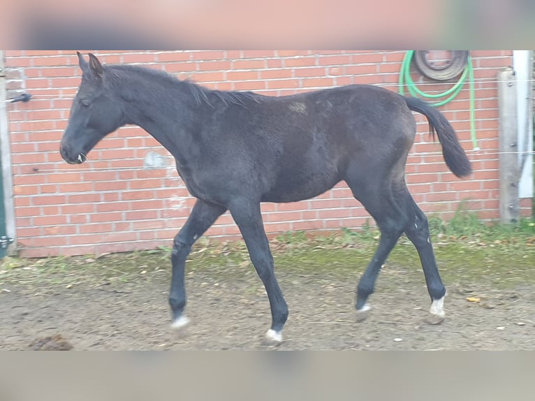 Koń hanowerski Ogier 1 Rok Siwa in Wedemark