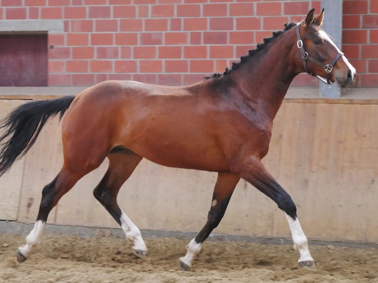 Koń hanowerski Ogier 2 lat 157 cm Gniada in Dorsten