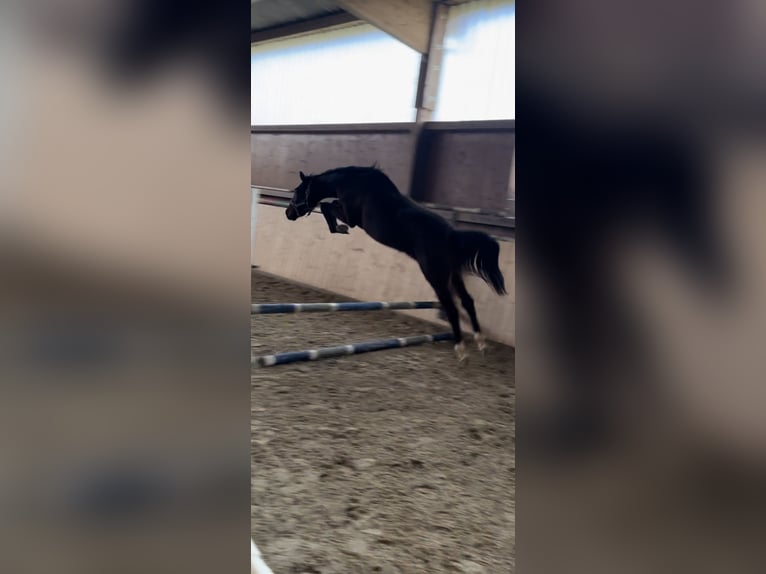 Koń hanowerski Ogier 2 lat 159 cm Ciemnogniada in Hannoversch MündenHann. Münden