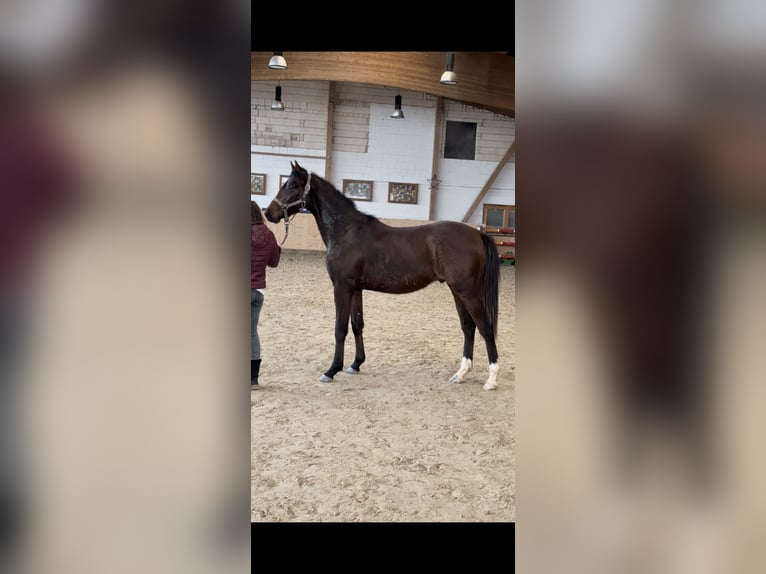 Koń hanowerski Ogier 2 lat 159 cm Ciemnogniada in Hannoversch MündenHann. Münden