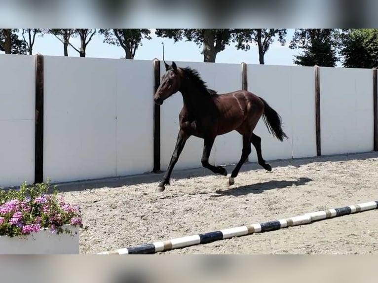 Koń hanowerski Ogier 2 lat 162 cm Ciemnogniada in Waddinxveen