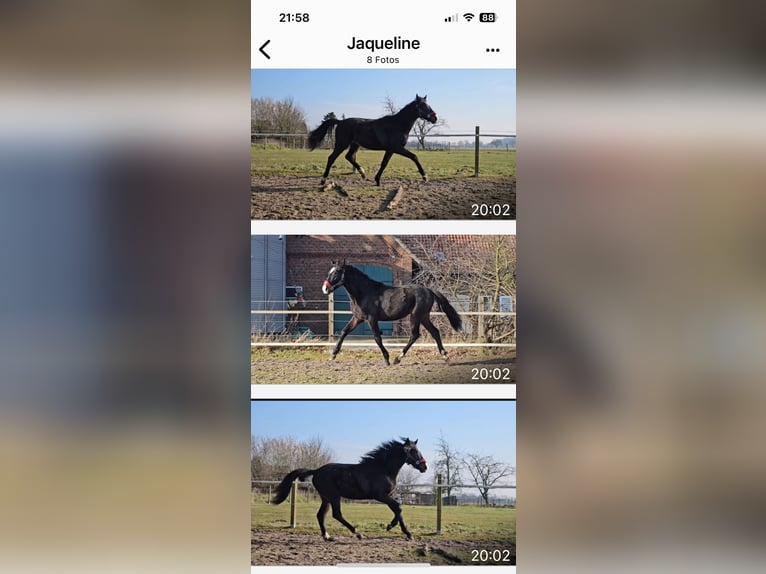 Koń hanowerski Ogier 2 lat 162 cm Skarogniada in Rehburg-Loccum