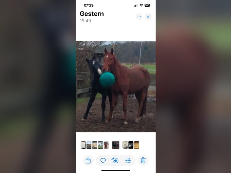 Koń hanowerski Ogier 2 lat 162 cm Skarogniada in Rehburg-Loccum