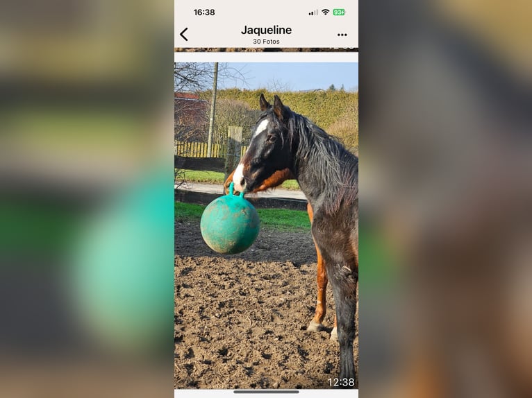 Koń hanowerski Ogier 2 lat 162 cm Skarogniada in Rehburg-Loccum
