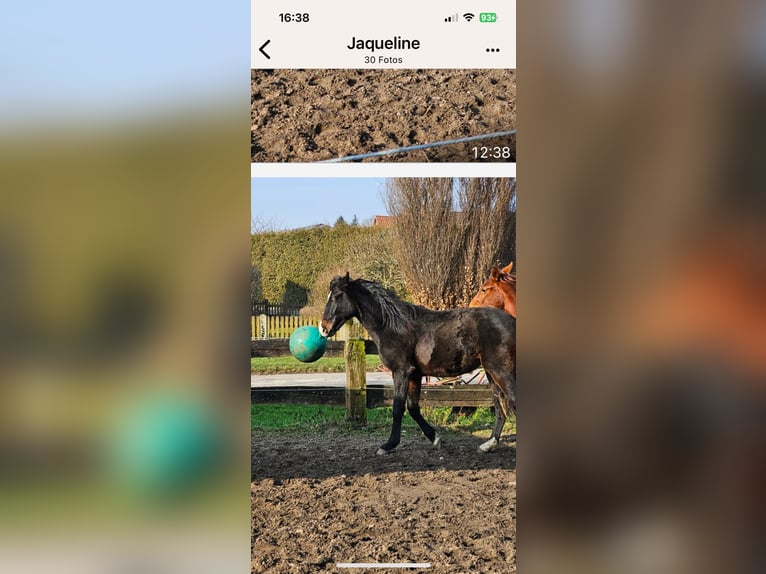 Koń hanowerski Ogier 2 lat 162 cm Skarogniada in Rehburg-Loccum