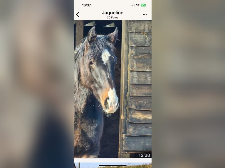 Koń hanowerski Ogier 2 lat 162 cm Skarogniada in Rehburg-Loccum