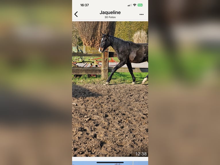 Koń hanowerski Ogier 2 lat 162 cm Skarogniada in Rehburg-Loccum