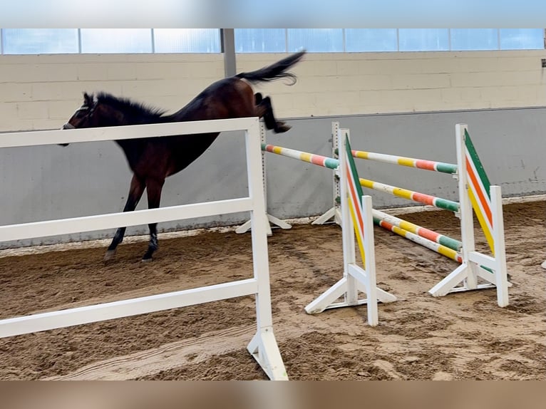 Koń hanowerski Ogier 2 lat 165 cm Ciemnogniada in Syke Koń hanowerski Ogier 2 lat 165 cm Ciemnogniada in Syke