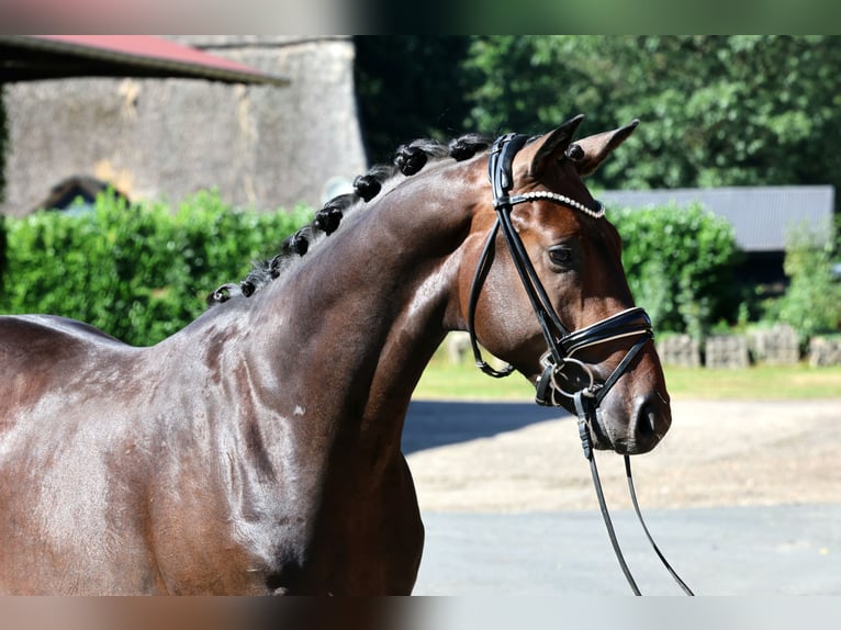 Koń hanowerski Ogier 2 lat 166 cm Gniada in Kutenholz