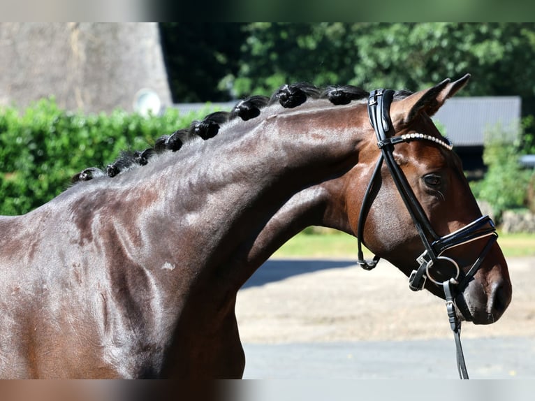 Koń hanowerski Ogier 2 lat 166 cm Gniada in Kutenholz