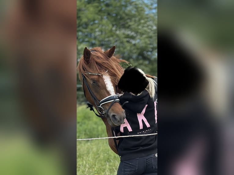 Koń hanowerski Ogier 2 lat 167 cm Kasztanowata in Fulda