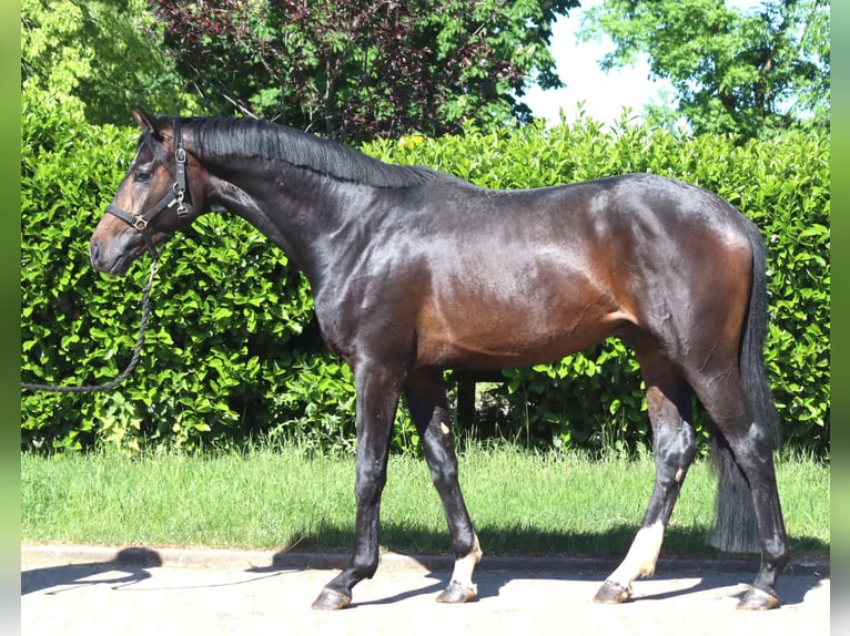 Koń hanowerski Ogier 2 lat 168 cm Ciemnogniada in Selsingen