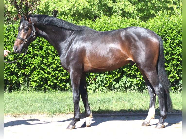 Koń hanowerski Ogier 2 lat 168 cm Ciemnogniada in Selsingen