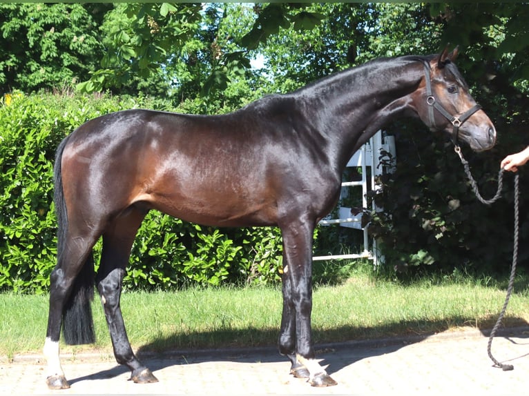 Koń hanowerski Ogier 2 lat 168 cm Ciemnogniada in Selsingen