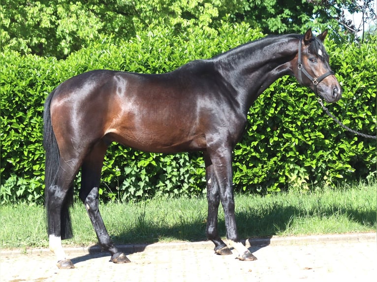 Koń hanowerski Ogier 2 lat 168 cm Ciemnogniada in Selsingen