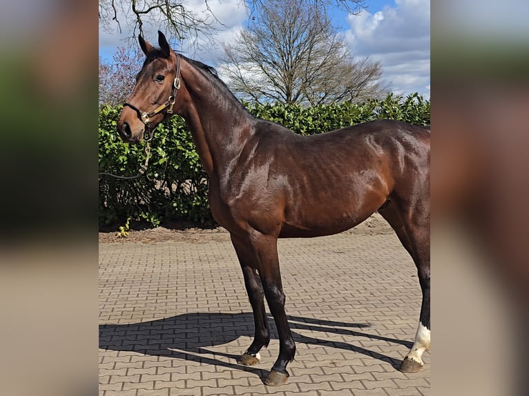 Koń hanowerski Ogier 2 lat 168 cm Gniada in Niederlangen
