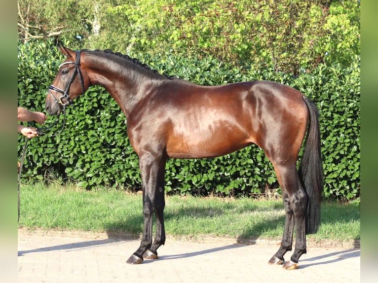 Koń hanowerski Ogier 2 lat 168 cm Gniada in Selsingen