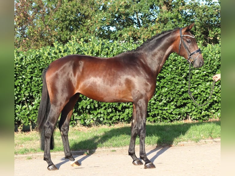 Koń hanowerski Ogier 2 lat 168 cm Gniada in Selsingen