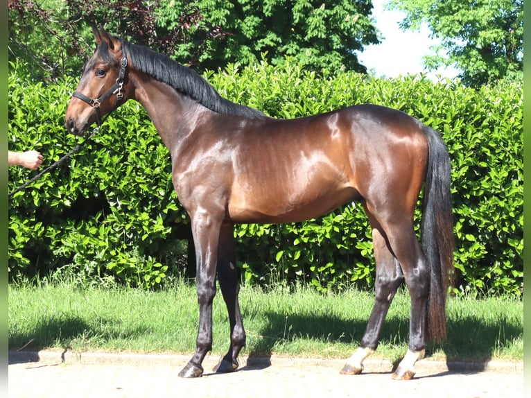 Koń hanowerski Ogier 2 lat 168 cm Gniada in Selsingen