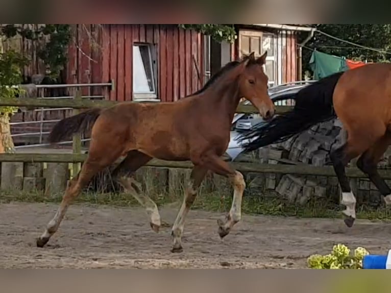 Koń hanowerski Ogier 2 lat 170 cm Gniada in Osterbruch