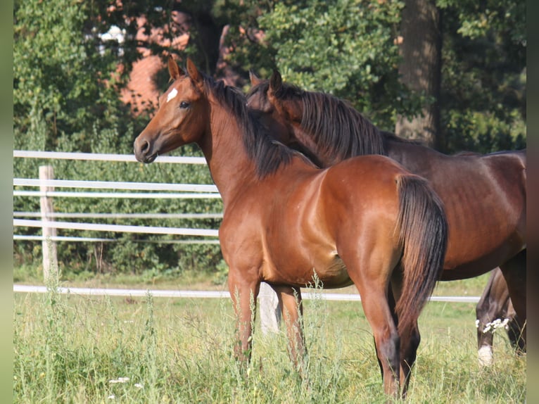 Koń hanowerski Ogier 2 lat 170 cm Gniada in Ratekau