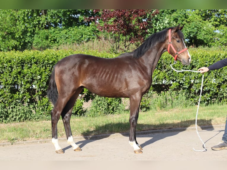 Koń hanowerski Ogier 2 lat 170 cm Gniada in Selsingen