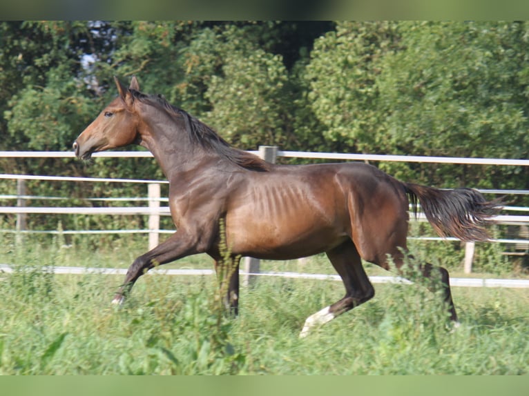 Koń hanowerski Ogier 2 lat 172 cm Ciemnogniada in Ratekau
